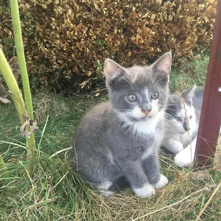 Friesenhof Hotel-restaurant-reitanlage Trassenheide