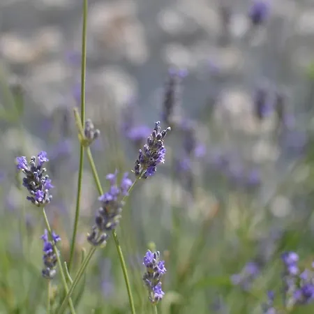 Friesenhof Hotel-restaurant-reitanlage Hotel Trassenheide