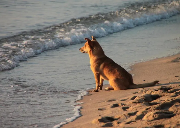 Friesenhof Hotel-restaurant-reitanlage Отель Трассенхайде